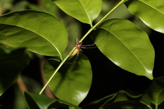 Cheiracanthiidae