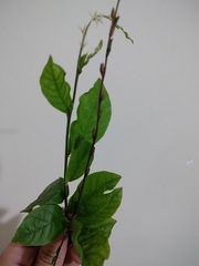 Petiveria alliacea