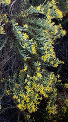 Ericameria ericoides