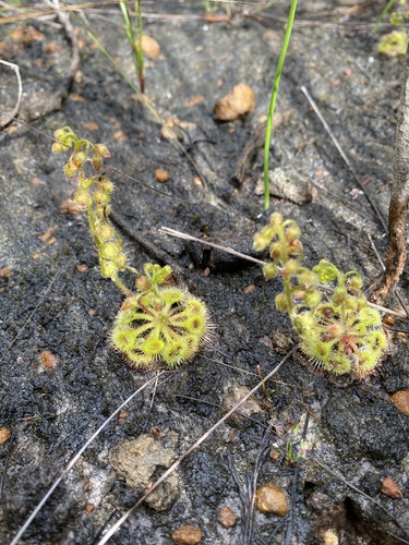 Drosera glanduligera