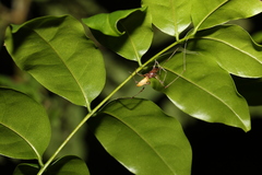 Cheiracanthiidae