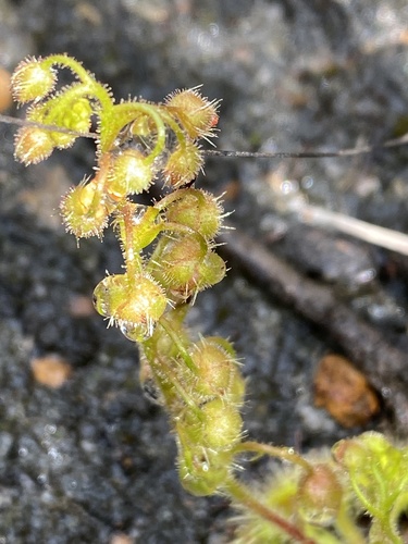 Drosera glanduligera