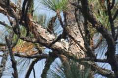 Dryobates borealis
