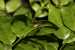 Cheiracanthiidae