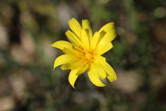Microseris walteri