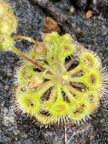 Drosera glanduligera