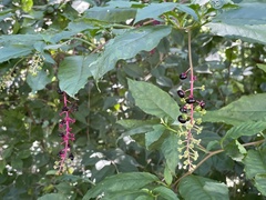 Phytolacca americana