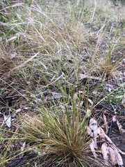 Austrostipa scabra