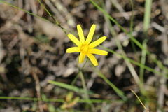 Microseris walteri
