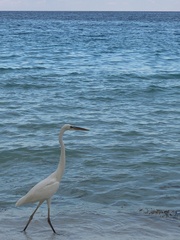 Ardea herodias occidentalis