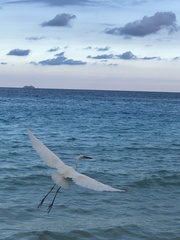 Ardea herodias occidentalis