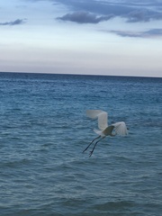 Ardea herodias occidentalis