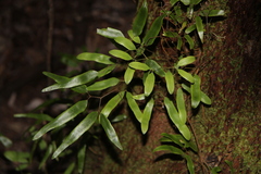 Lygodium articulatum