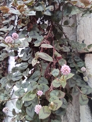 Persicaria capitata