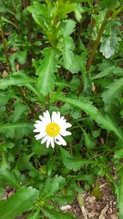 Leucanthemum vulgare
