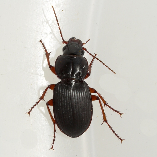 Cyclotrachelus seximpressus photo 3