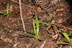 Pterostylis