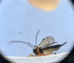 Itoplectis conquisitor