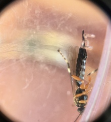 Itoplectis conquisitor