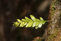 Tmesipteris lanceolata