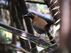 Formicarius moniliger