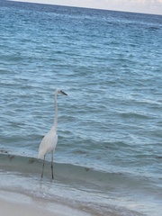 Ardea herodias occidentalis