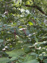 Phytolacca americana