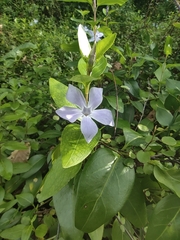 Vinca