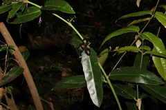 Wilkiea macrophylla