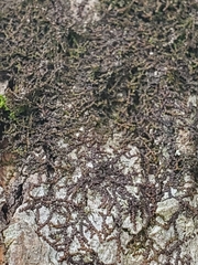 Frullania eboracensis