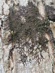 Frullania eboracensis