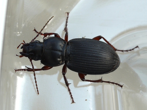 Cyclotrachelus seximpressus photo 2