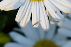 Meromyza americana