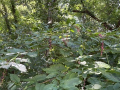 Phytolacca americana