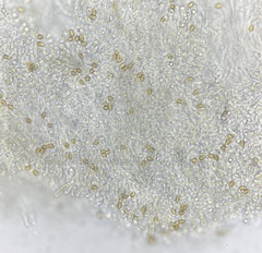 Hebeloma ischnostylum