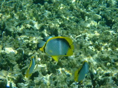 Chaetodon melannotus