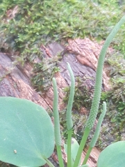 Peperomia lanceolatopeltata