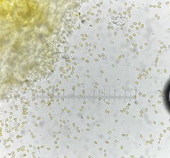 Phaeomarasmius proximans