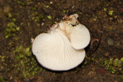Pleurotus australis