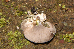 Pleurotus australis