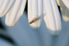 Meromyza americana