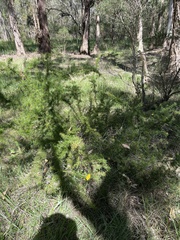 Grevillea juniperina