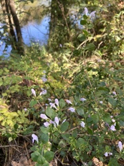 Clinopodium carolinianum