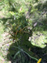 Grevillea juniperina