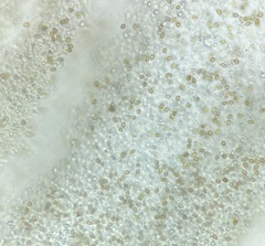 Hebeloma