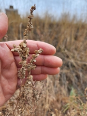 Amaranthus fimbriatus