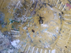 Micrathena