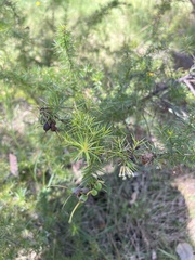 Grevillea juniperina