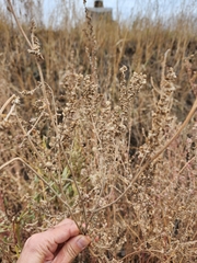 Amaranthus fimbriatus