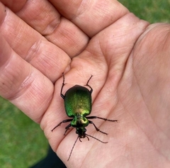 Calosoma schayeri